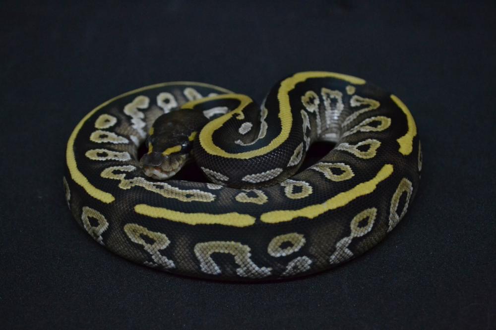 Mojave 100% het. Pied