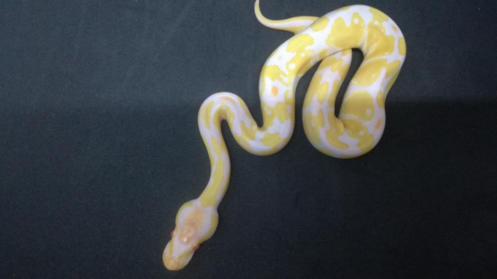 Albino