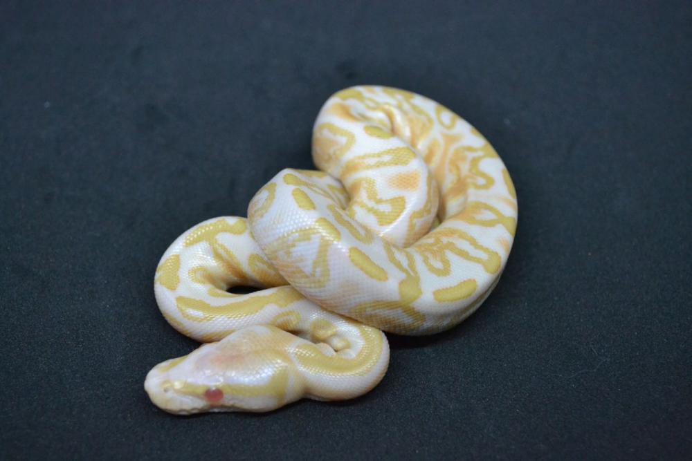 Albino GHI poss. Phantom