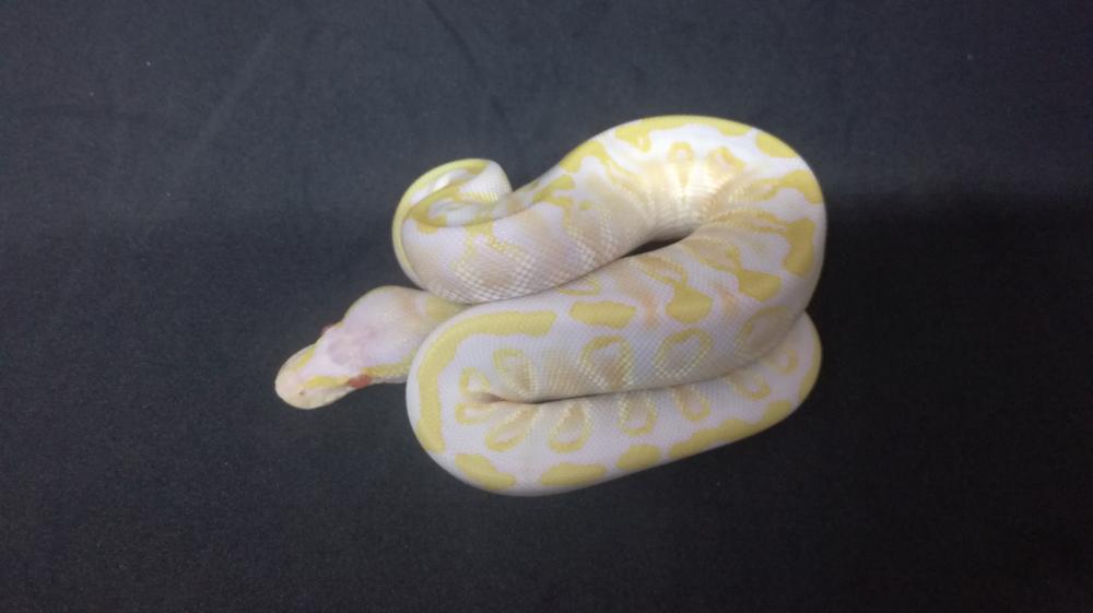 Albino GHI Phantom