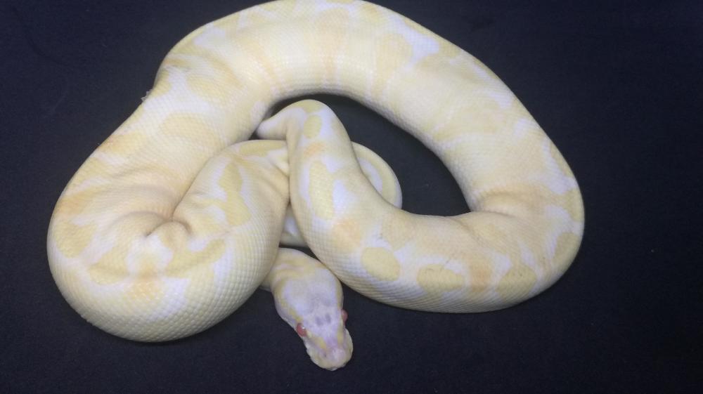 Albino Phantom