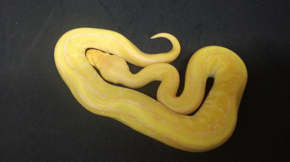 Albino Pinstripe