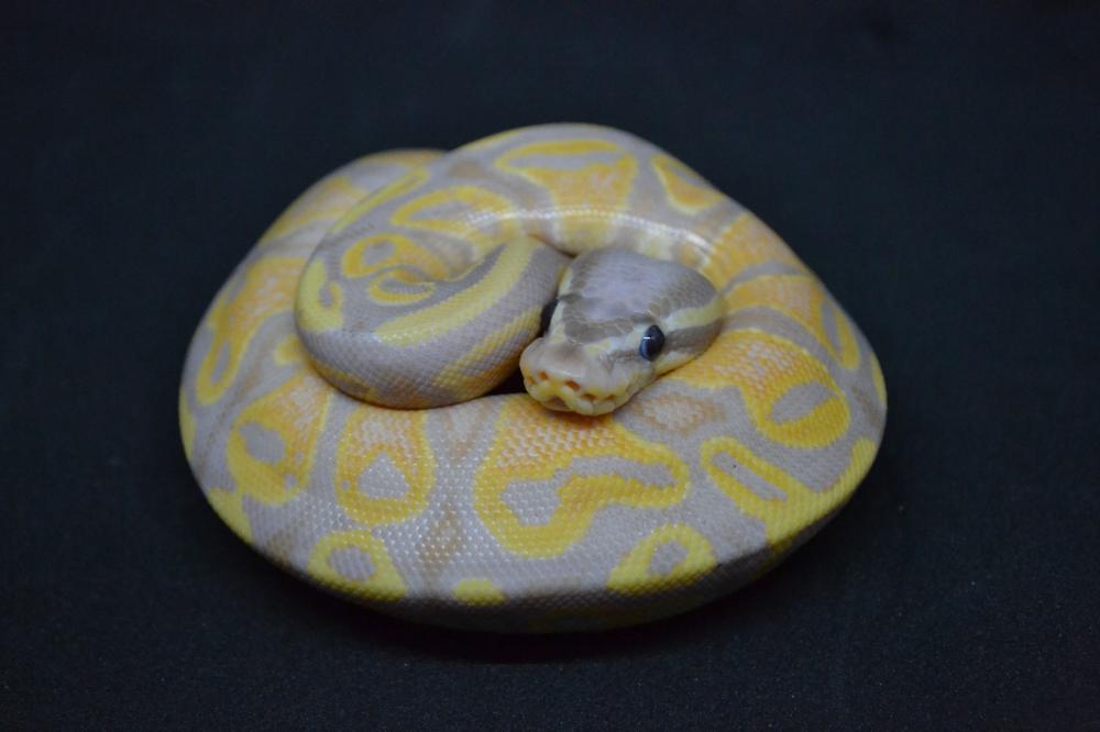 Banana 100% het. Pied