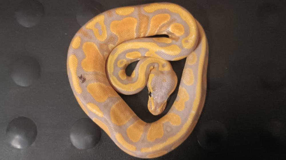 Banana 50% DH Clown Pied