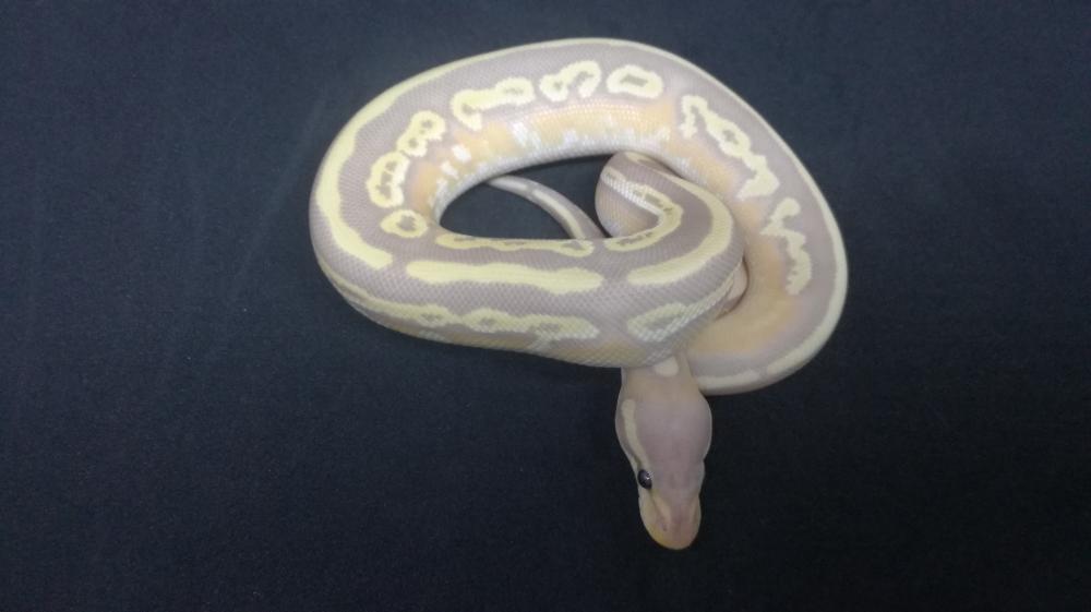 Banana Mojave 100% het. Pied