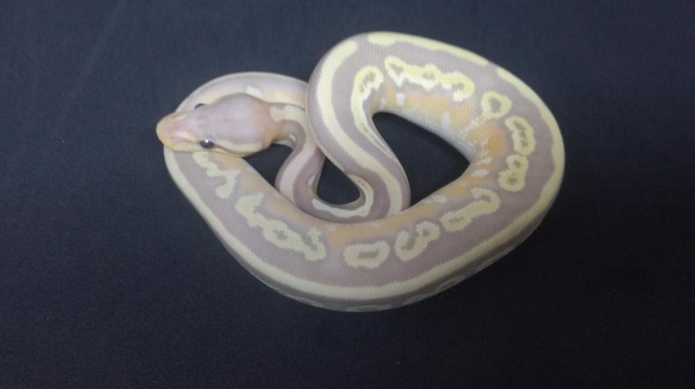 Banana Mojave 100% het. Pied