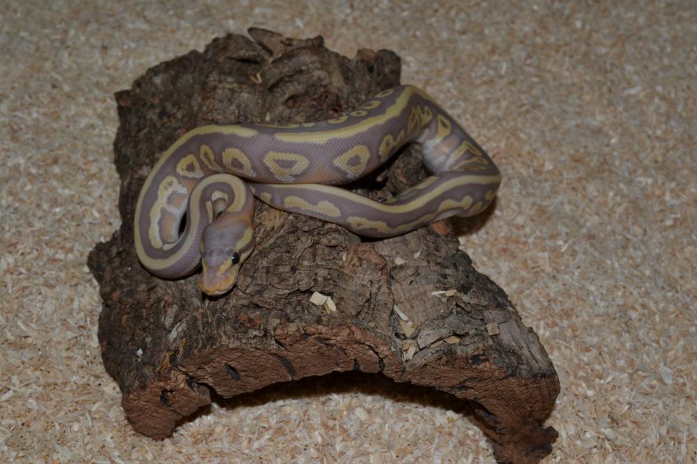 Banana Mojave 100% het. Pied