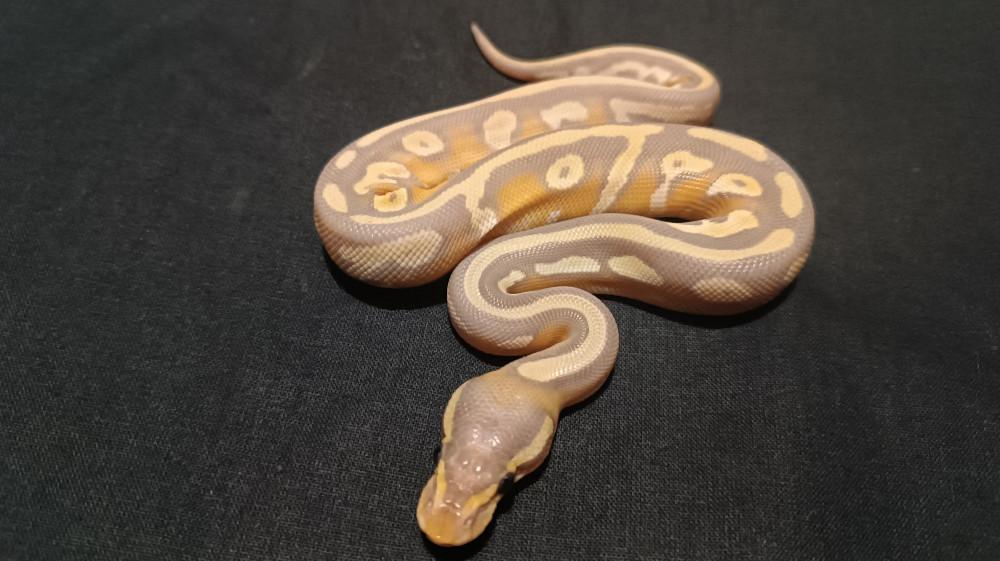 Banana Mojave 50% DH Clown Pied