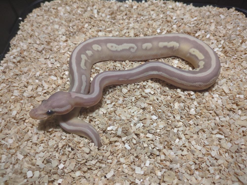 Banana mojave 50% het. Pied 50% het. Clown