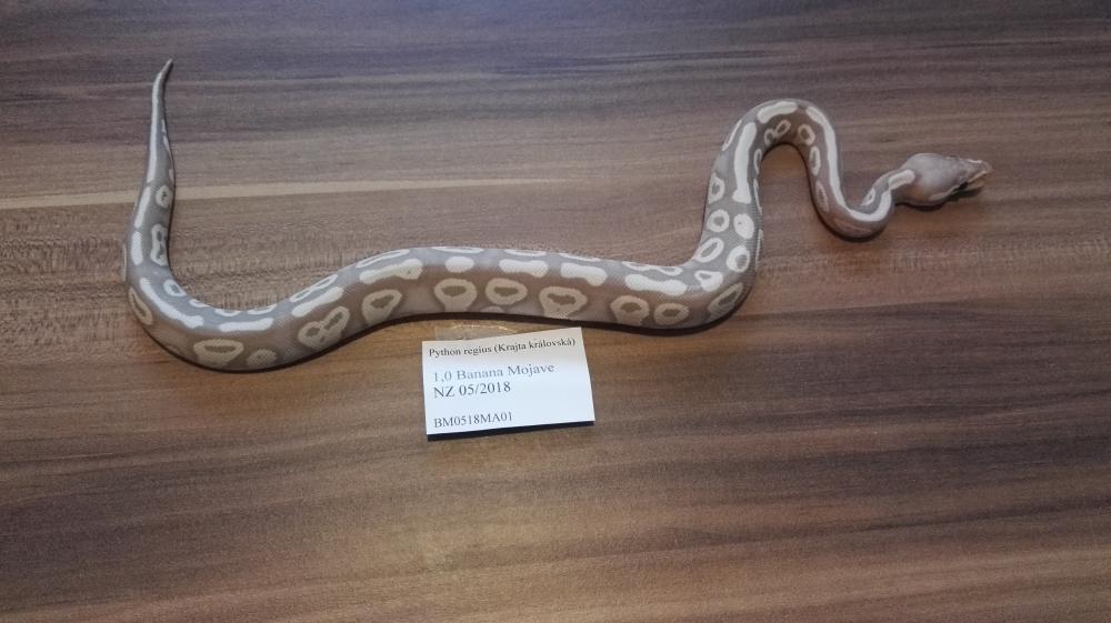 Banana Mojave