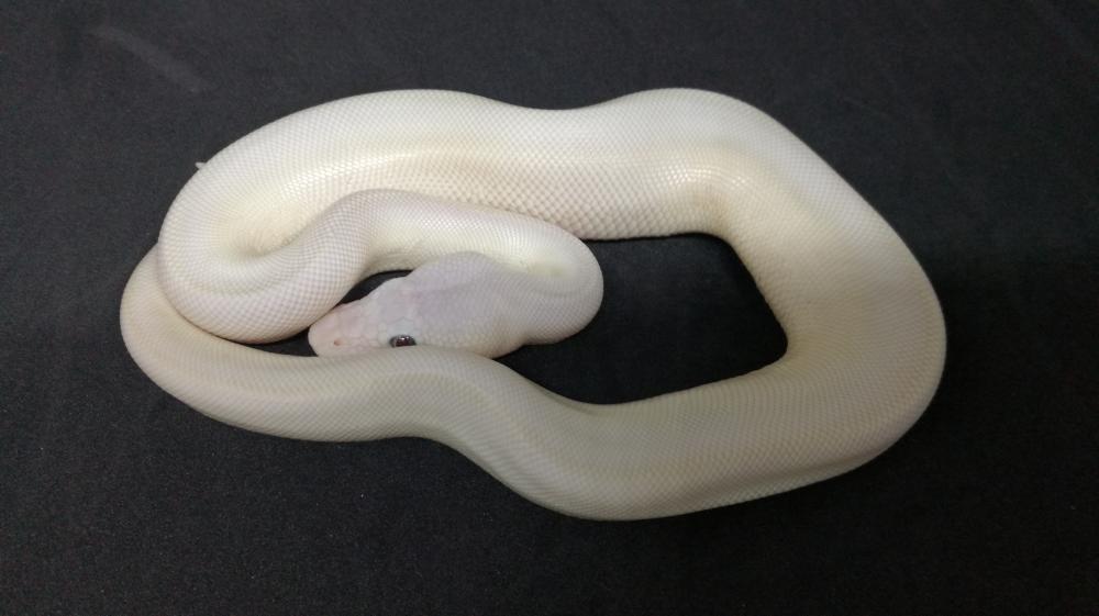 BEL - blue eyed leucistic