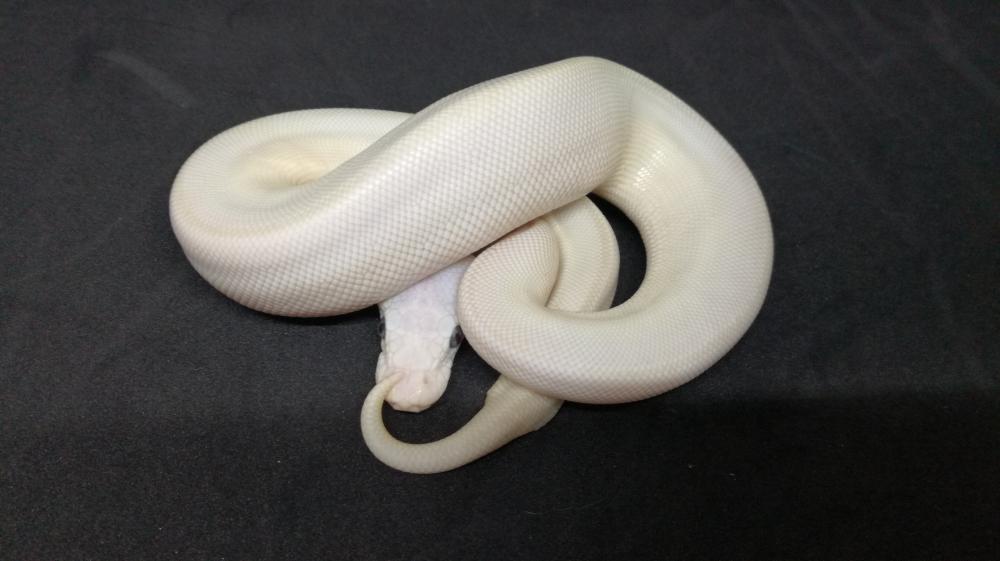 BEL - blue eyed leucistic