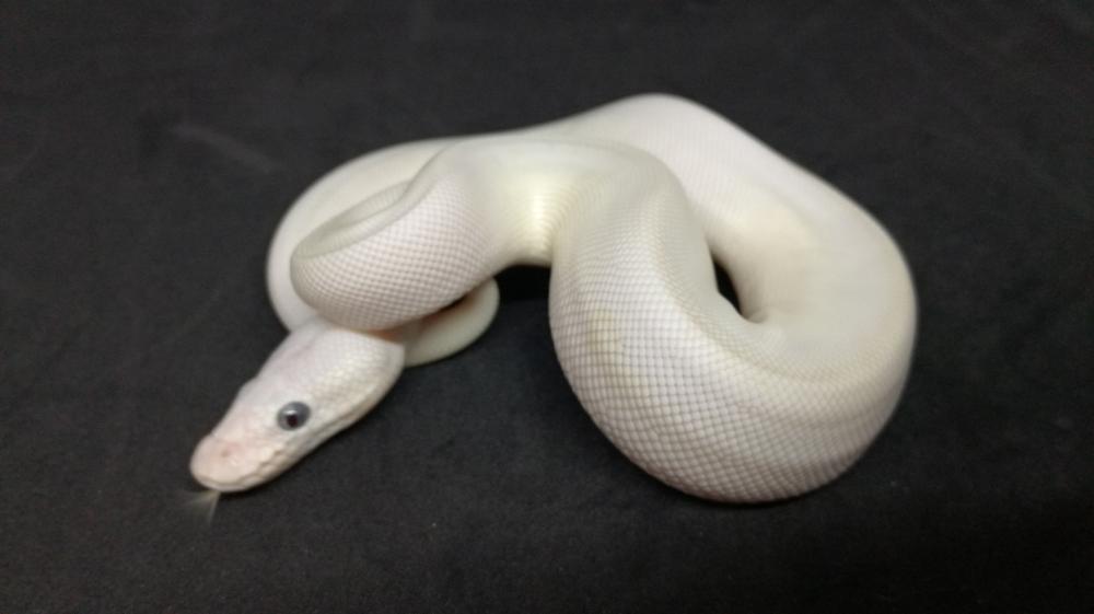 BEL - blue eyed leucistic