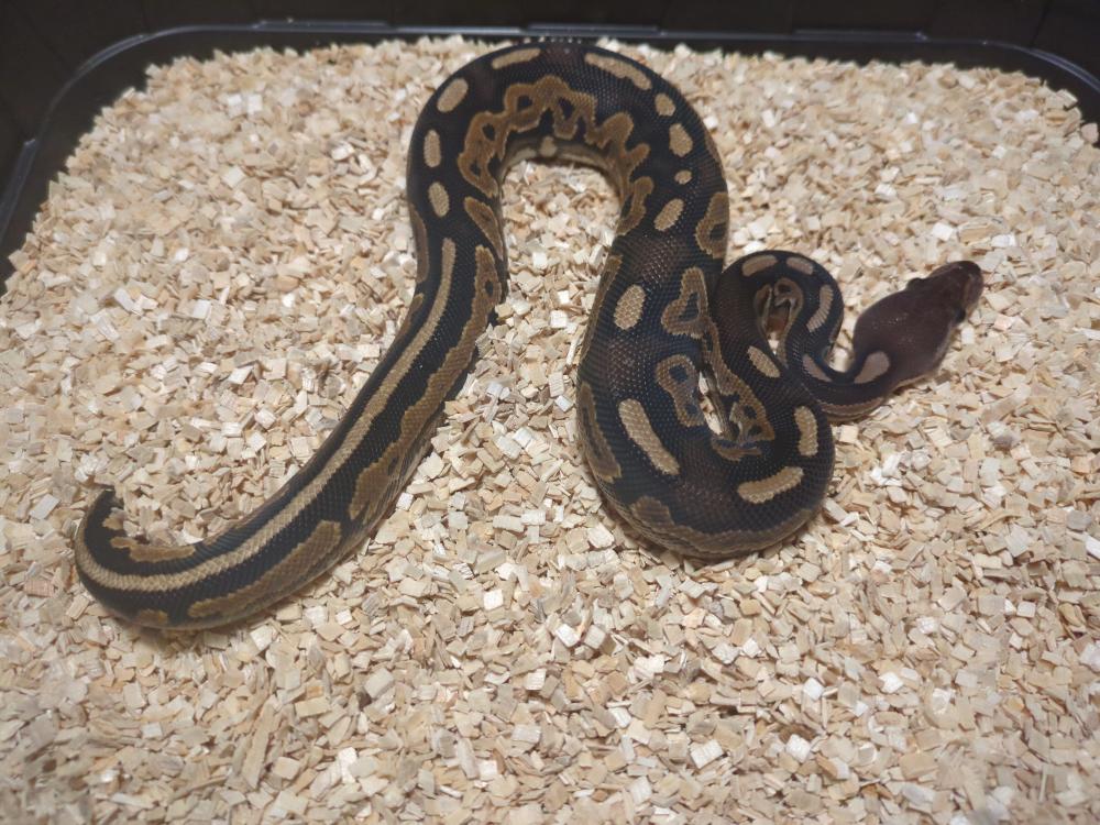 Black pastel 50% het. Pied