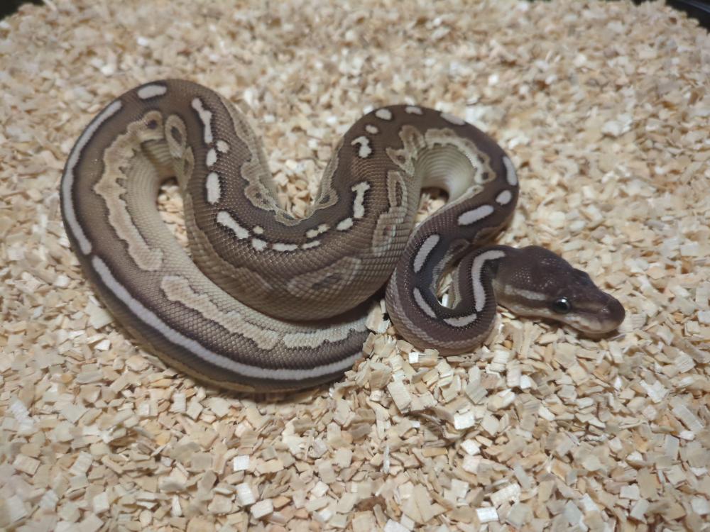 Black pastel lesser 50% het. Pied