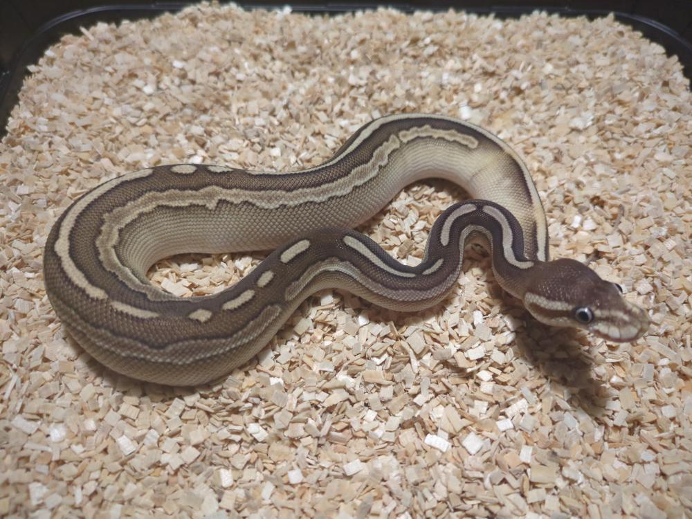 Black pastel lesser 50% het. Pied