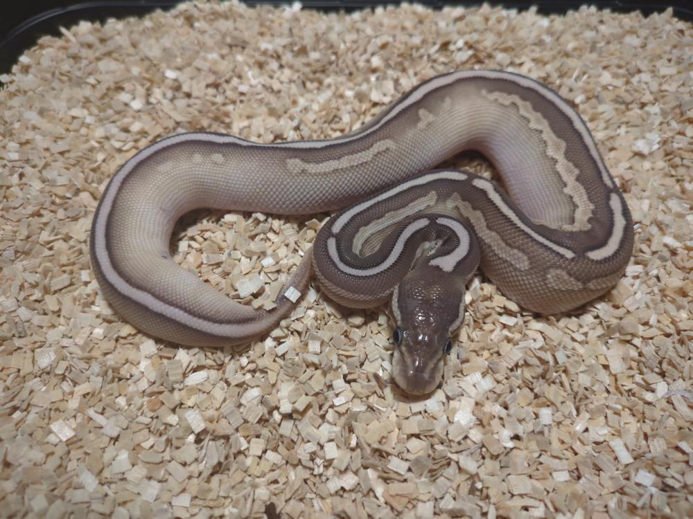 Black pastel lesser 50% het. Pied