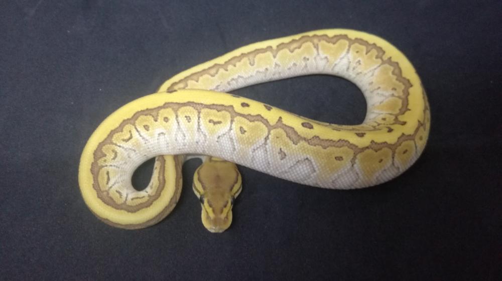 Butter Pinstripe 100% het. Clown