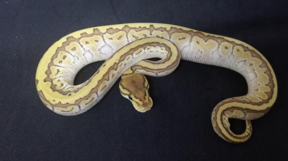 Butter Pinstripe 100% het. Clown