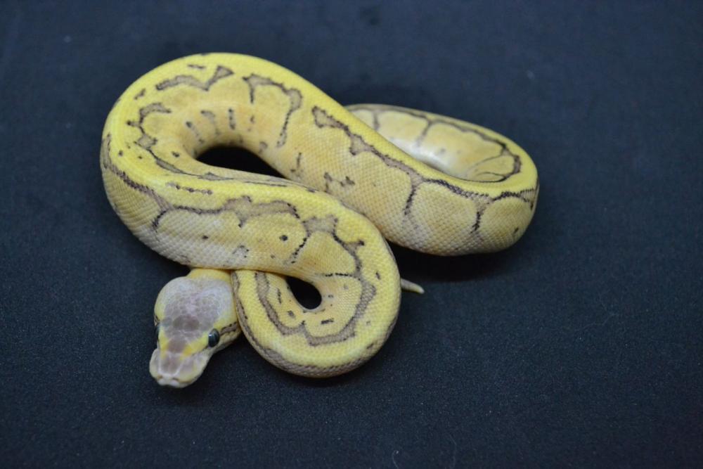 Fire Pastel Pinstripe 50% het. Genetic Stripe