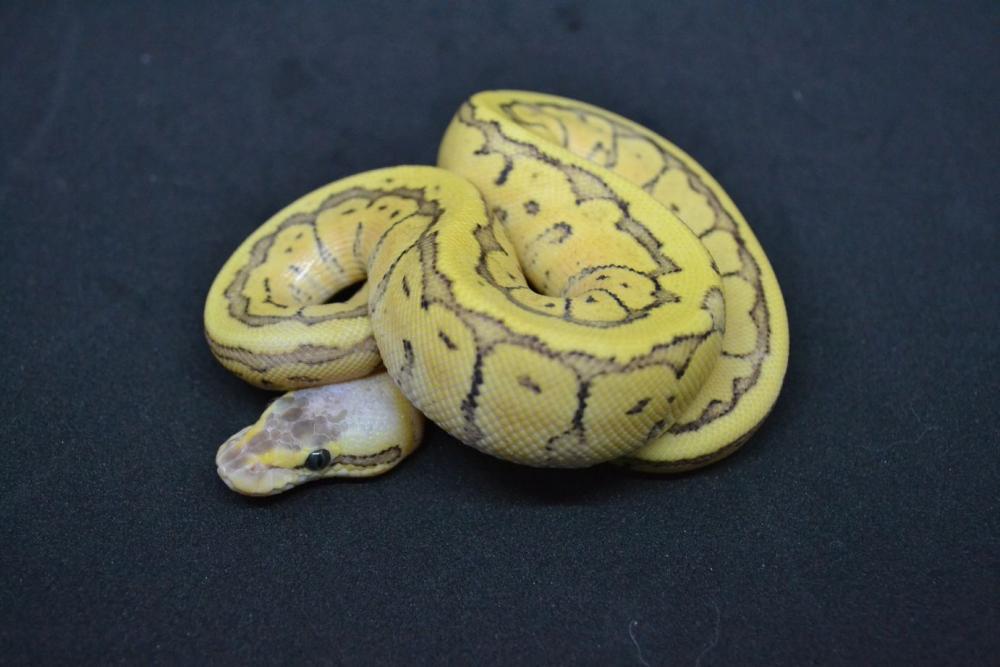 Fire Pastel Pinstripe 50% het. Genetic Stripe