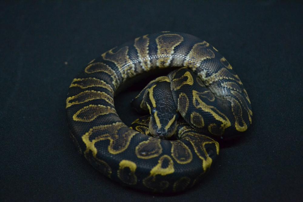 GHI 50% het. Albino