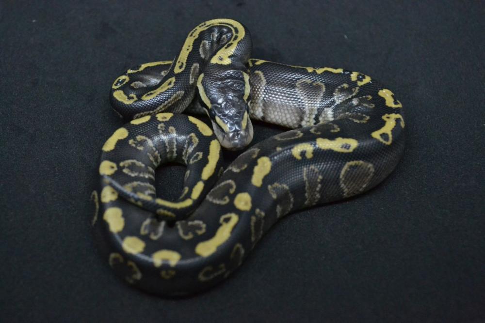 GHI Phantom 100% het. Albino