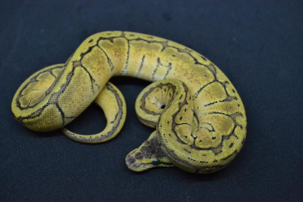 Lemon Blast 50% het. Genetic Stripe