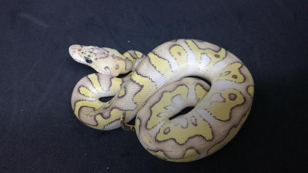 Lesser Pastel Clown