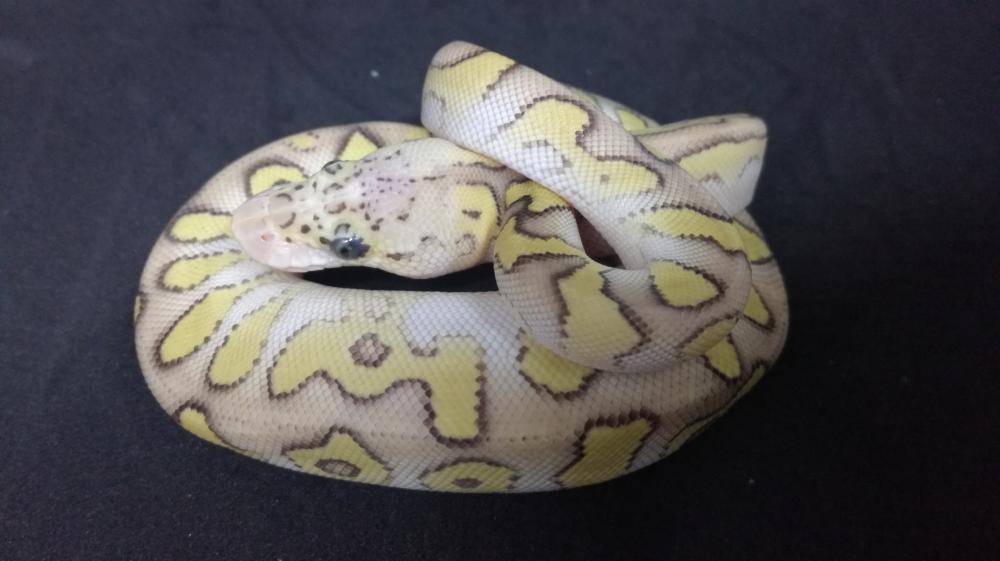 Lesser Pastel Clown