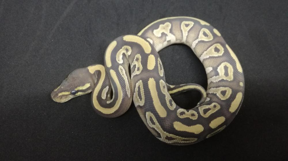 Mojave 100% het. Pied