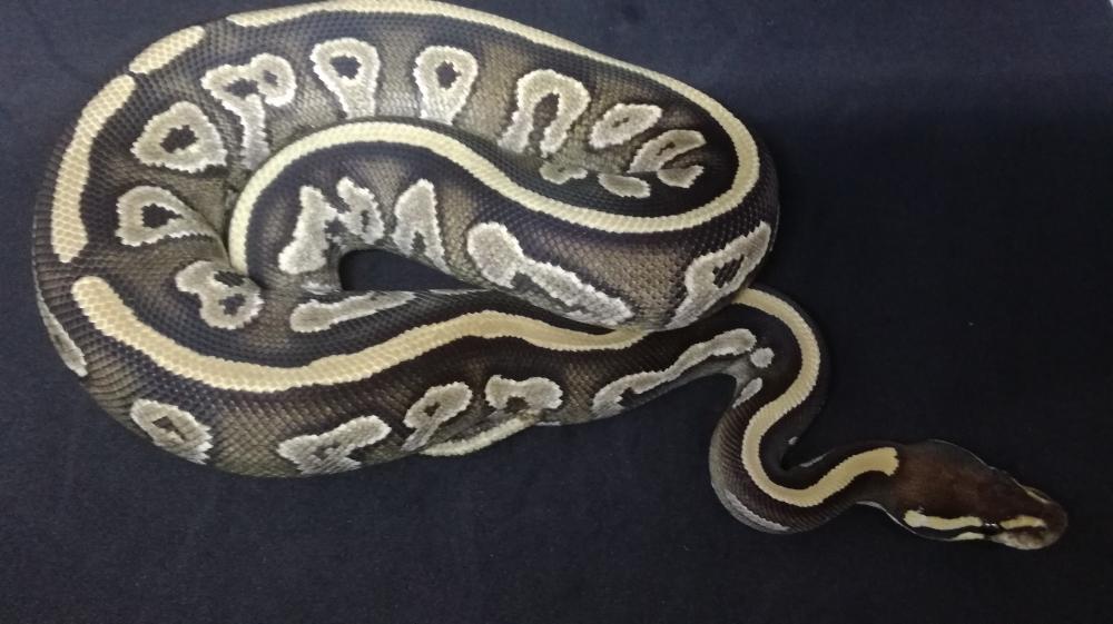 Mojave 100% het. Pied