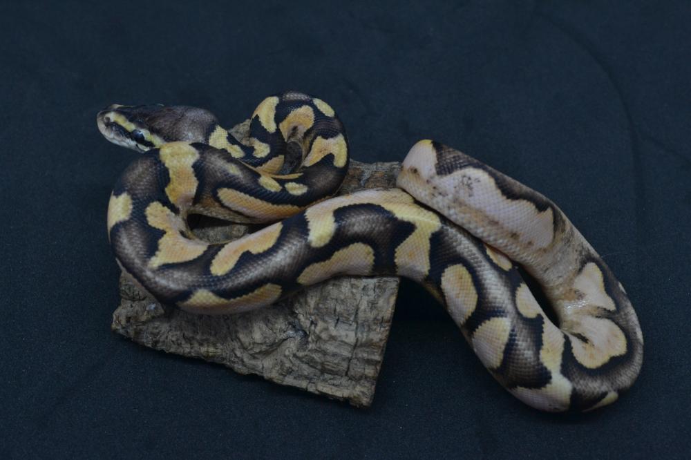 Pastel Enchi Calico