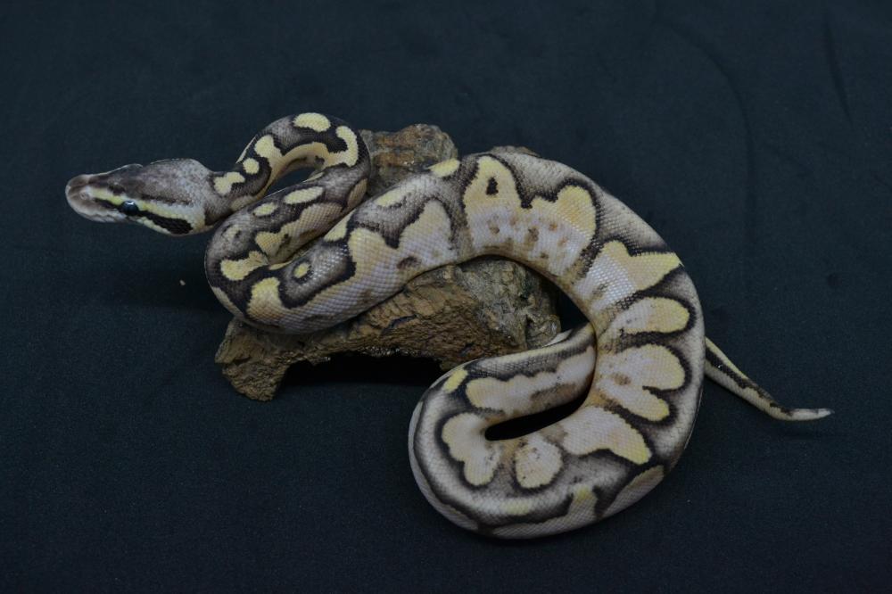 Pastel Enchi Calico Fire