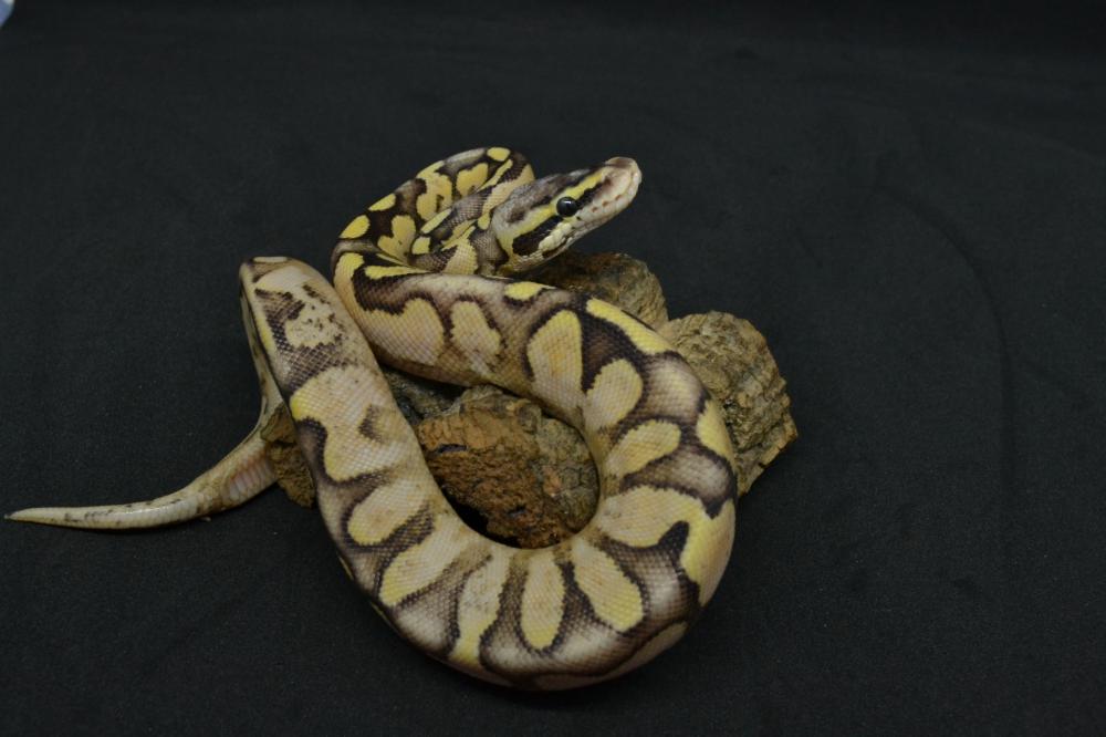 Pastel Enchi Calico Fire poss. Lesser