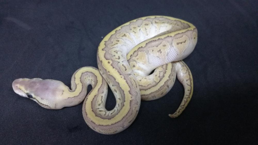 Pastel Kingpin 100% het. Clown