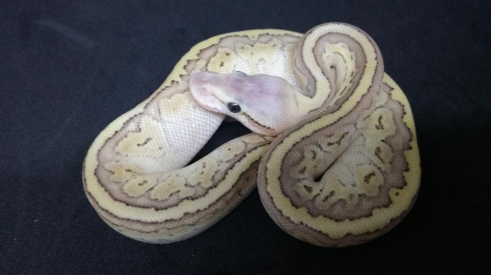 Pastel Kingpin 100% het. Clown