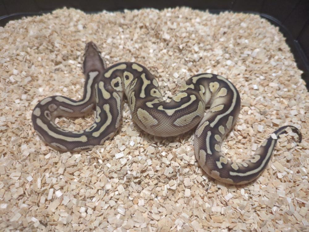 Pastel lesser 100% het. Clown