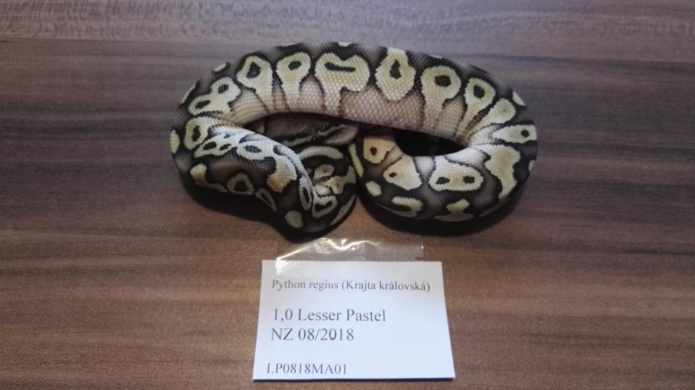 Pastel Lesser