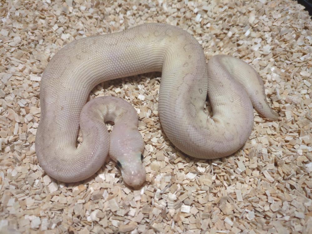 Pastel lesser pinstripe clown