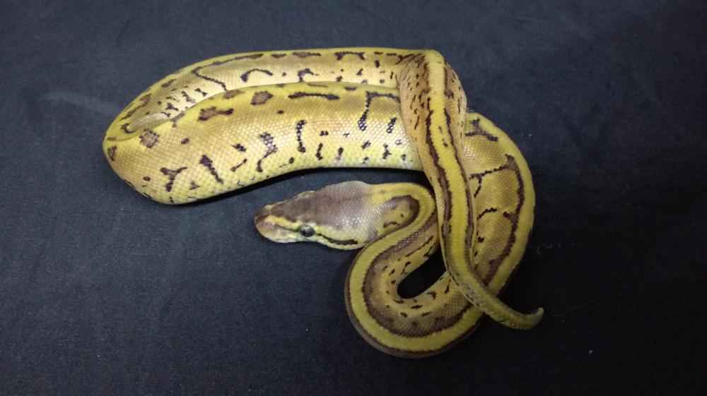 Pastel Pinstripe Leopard