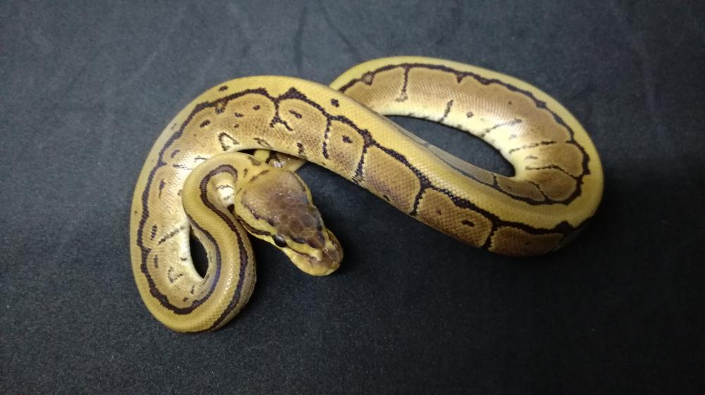 Pinstripe 100% het. Pied