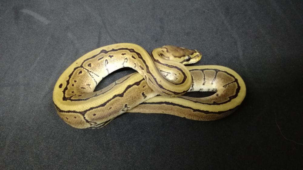 Pinstripe 100% het. Pied