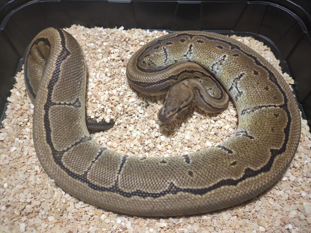 Pinstripe 100% het. Pied