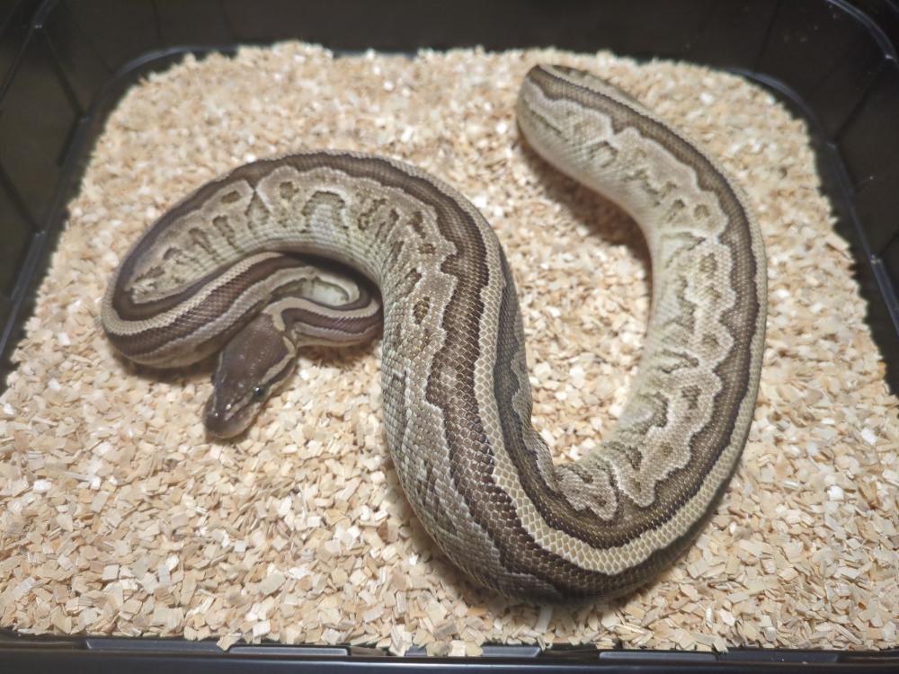 Pinstripe mojave