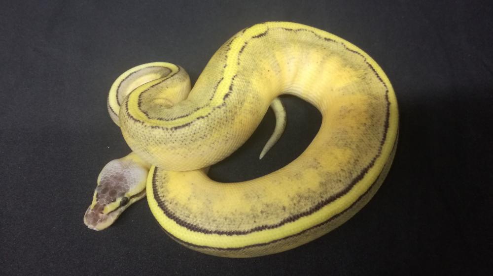 Super Pastel Genetic Stripe