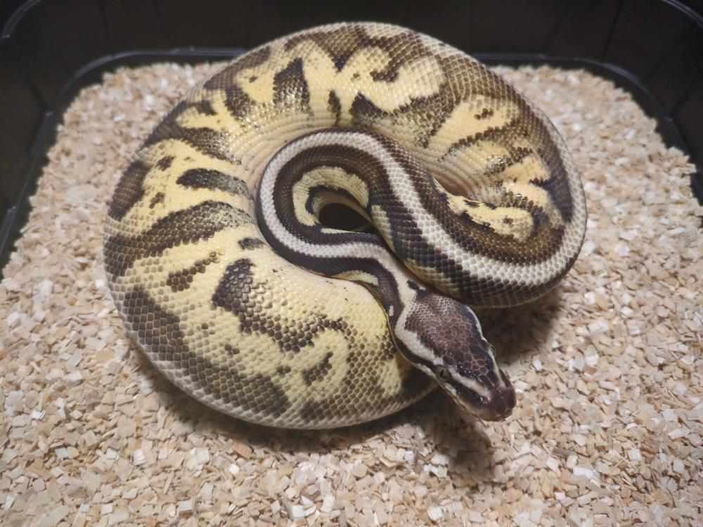 Superpastel calico leopard